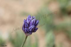 Allium-hierochuntinum-Boiss