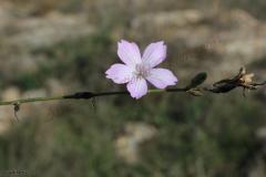 IMG_0419