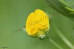 Lathyrus-aphaca-L