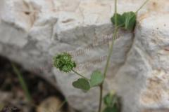 Medicago-coronata-L.-Bart