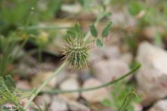 Medicago-laciniata-L-Mill