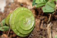 Medicago-orbicularis-L.-Bart