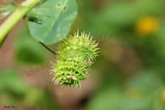 Medicago-polymorpha-L