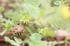 Medicago-rotata-Boiss