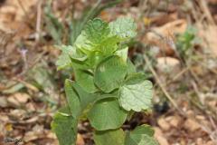Moluccella-laevis-L