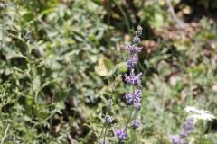 Nepeta-curviflora-Boiss