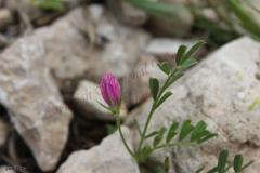Onobrychis-crista-galli-L.-Lam
