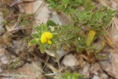 Ononis-pubescens-L