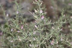 Ononis-spinosa-L