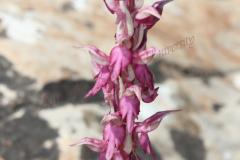 Orchis-sancta-L