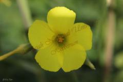 Oxalis-pes-caprae-L