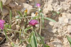 PICTURES-040_0