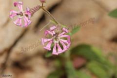 PICTURES-224
