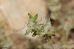 PICTURES-226_1