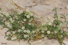 PICTURES-271_0