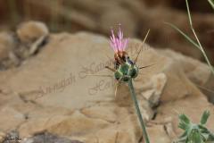 PICTURES-337