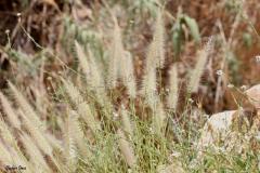 PICTURES-601