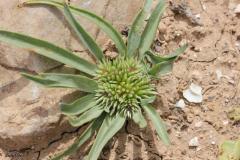 PICTURES-663