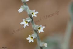 PICTURES-707_0
