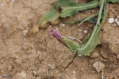 PICTURES-728