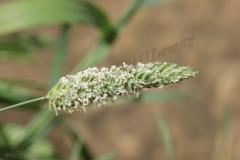 Phalaris-minor-Retz