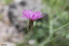 Picture-131_0