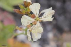 Picture-218_1