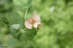 Pisum-fulvum-Sm