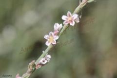 Polygonum-arenarium-Waldst.-Kit