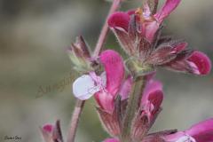 Salvia-hierosolymitana-Boiss