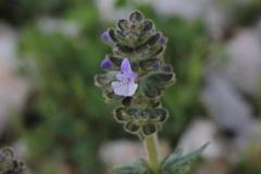 Salvia-verbenaca-L