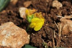 Scorpiurus-muricatus-L