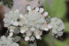 Teucrium-capitatum-L