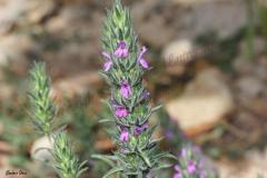 Thymbra-spicata-L