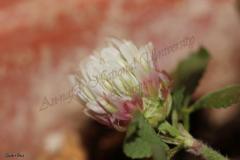 Trifolium-argutum-Banks-et-Sol