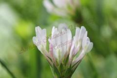 Trifolium-calypeatum-L