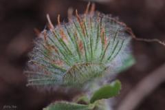Trifolium-cherleri-L