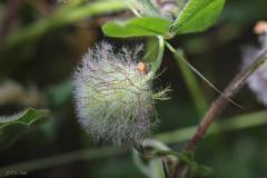 Trifolium-pilulare-Boiss