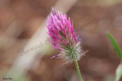 Trifolium-purperumLoisel
