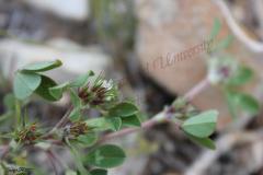 Trifolium-scabrum-L