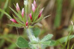 Trifolium-stellatum-L