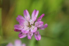 Trifolium-tomentosum-L