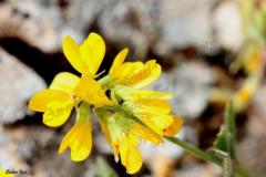 Trigonella-caelesyriaca-Boiss