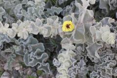 Verbascum-fruticulosum-Post