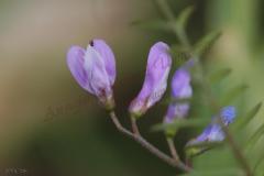 Vicia-palaestina-Boiss